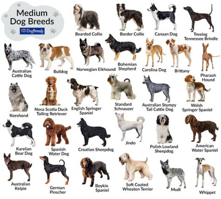 40 MediumSized Dog Breeds That Are the Perfect First Pet for Any