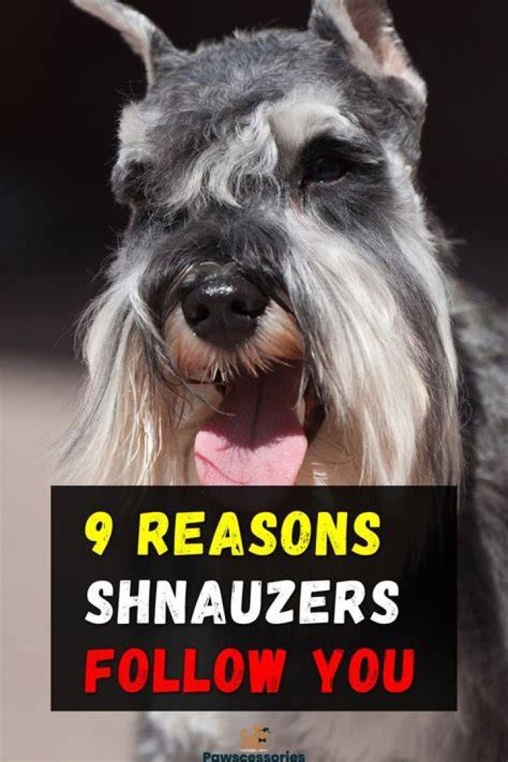 Reasons Why Schnauzers Are The Worst Dogs For You