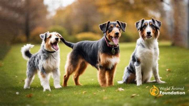 TOP cutest medium dog breeds South Africa (with photos) Briefly.co.za